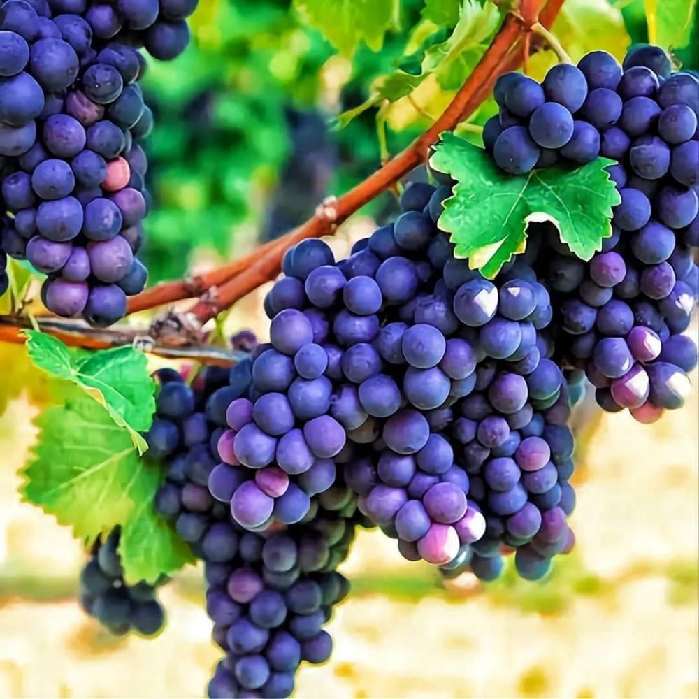 Գառնիկ