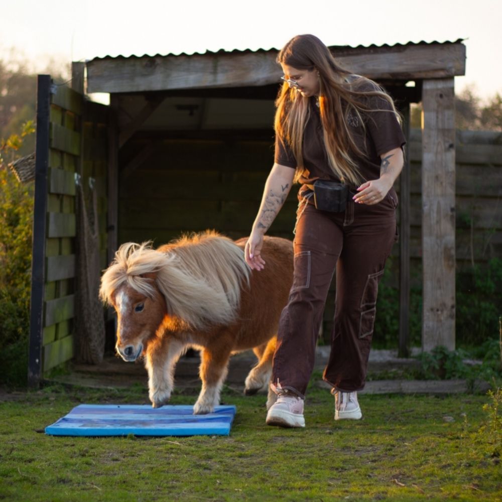 Amber • Paard in Vrijheid