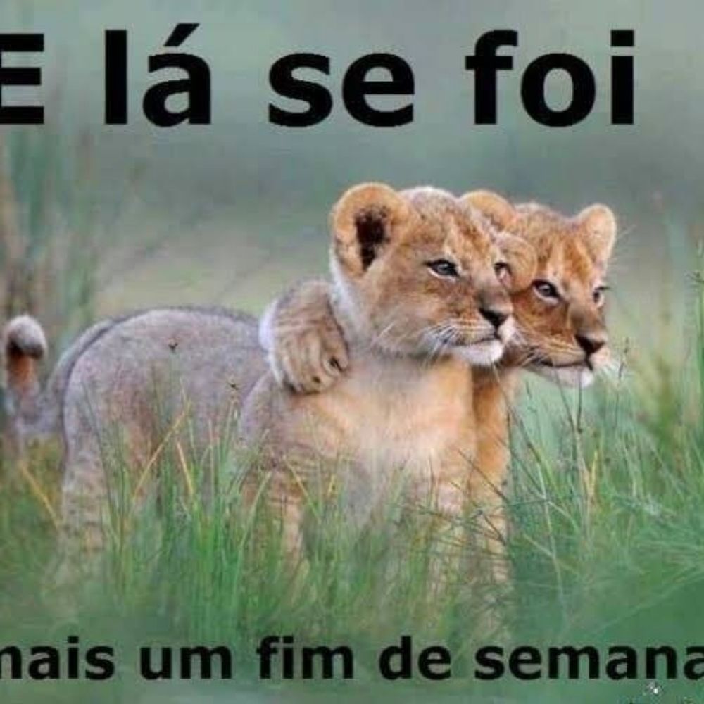 rafx