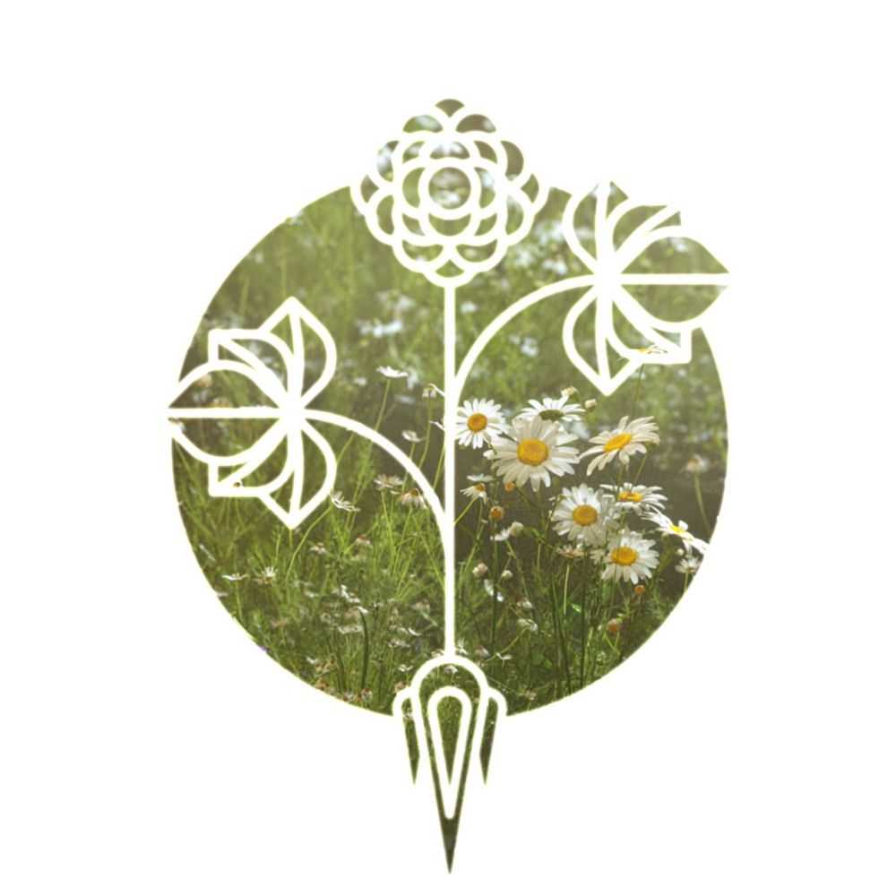 Ginseng