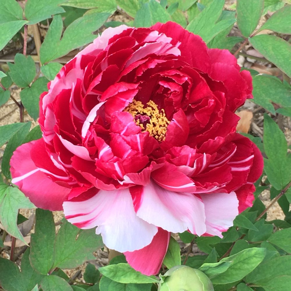 菜の花