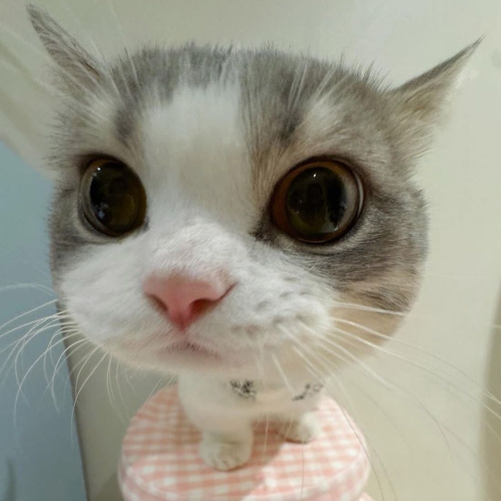 miso