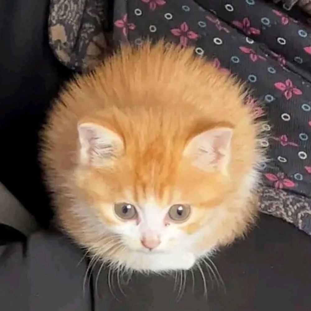cinnroll