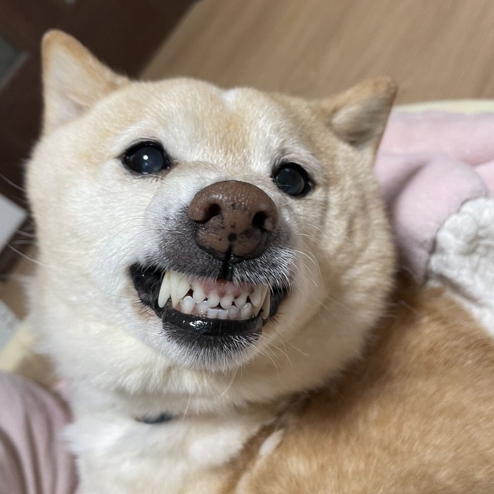 げりーぶりゅぶりゅ