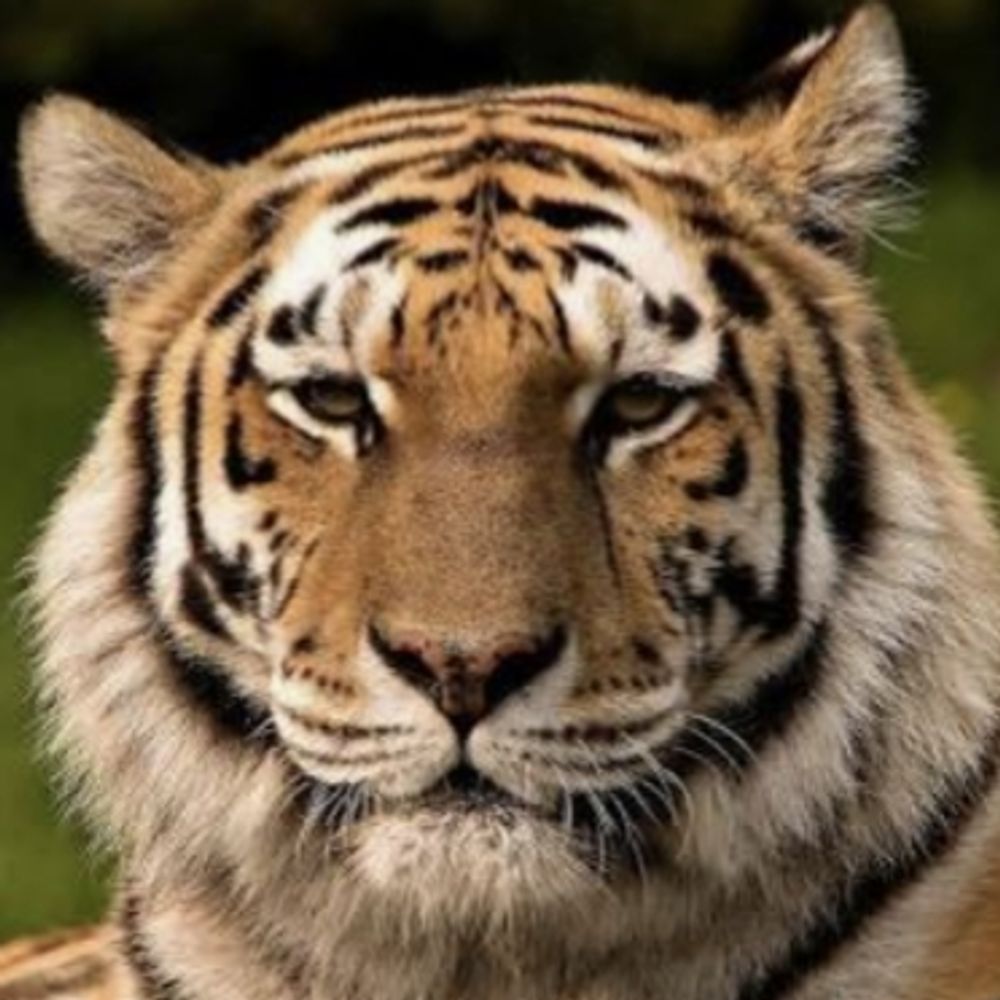 research-fanatic.bsky.social profile picture