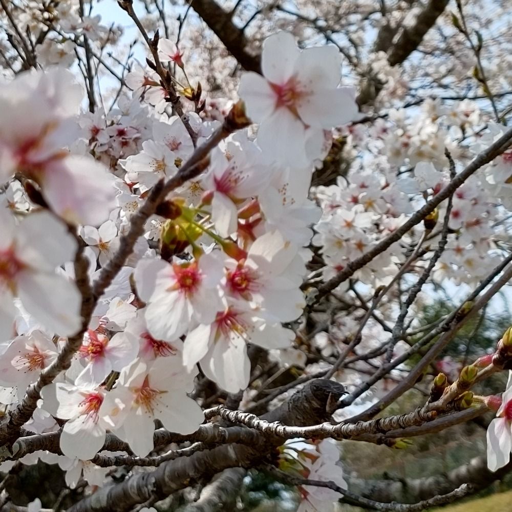 ち🌸る🌸こ