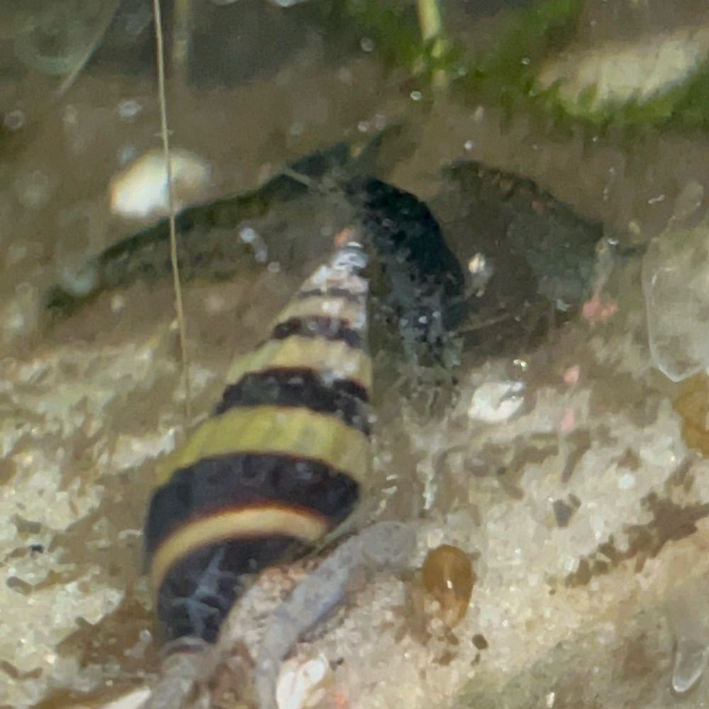 LuiManFan