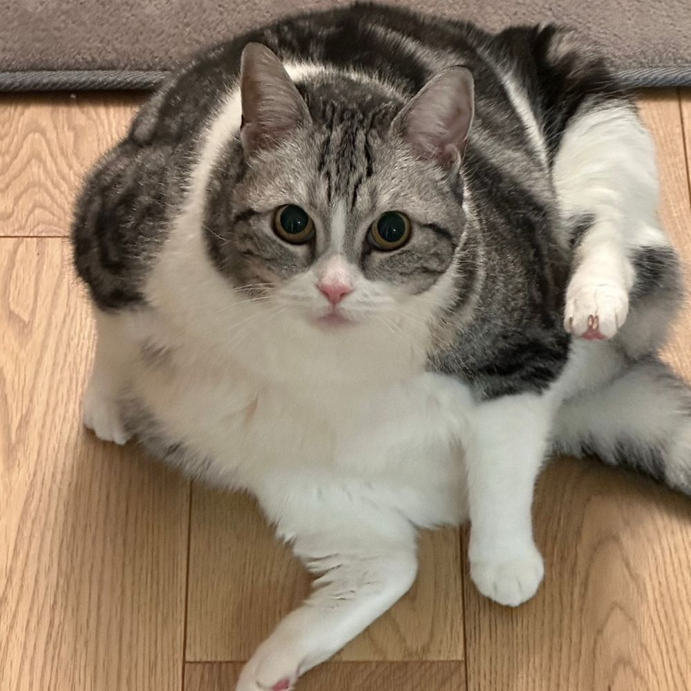 のんちゃっぴー