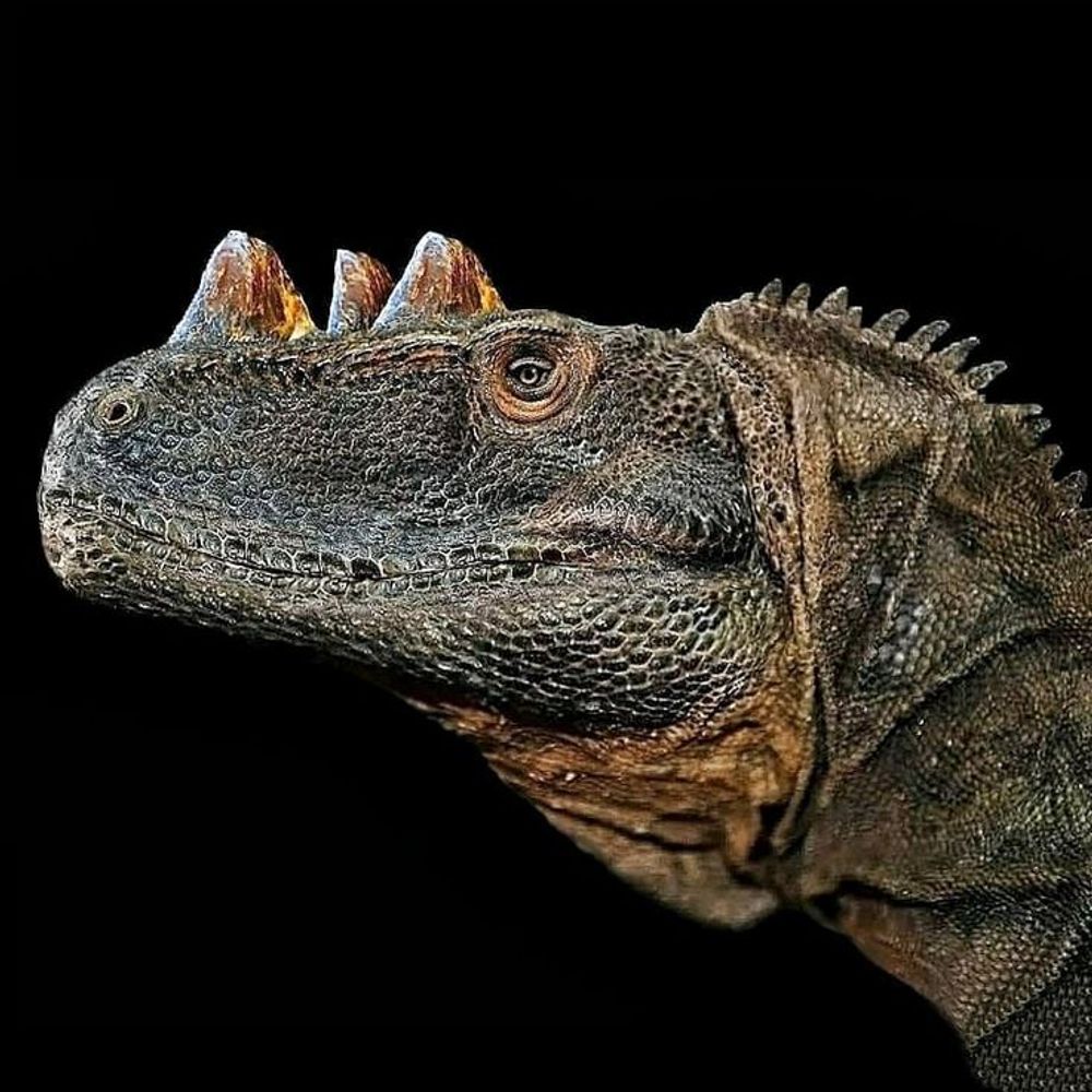 Modcheo The Ceratosaurus