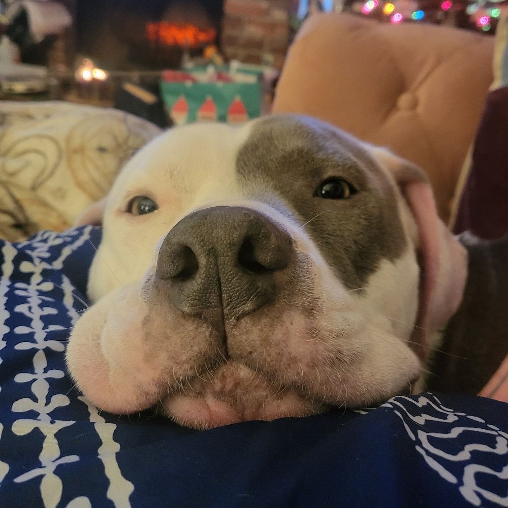 Dottie