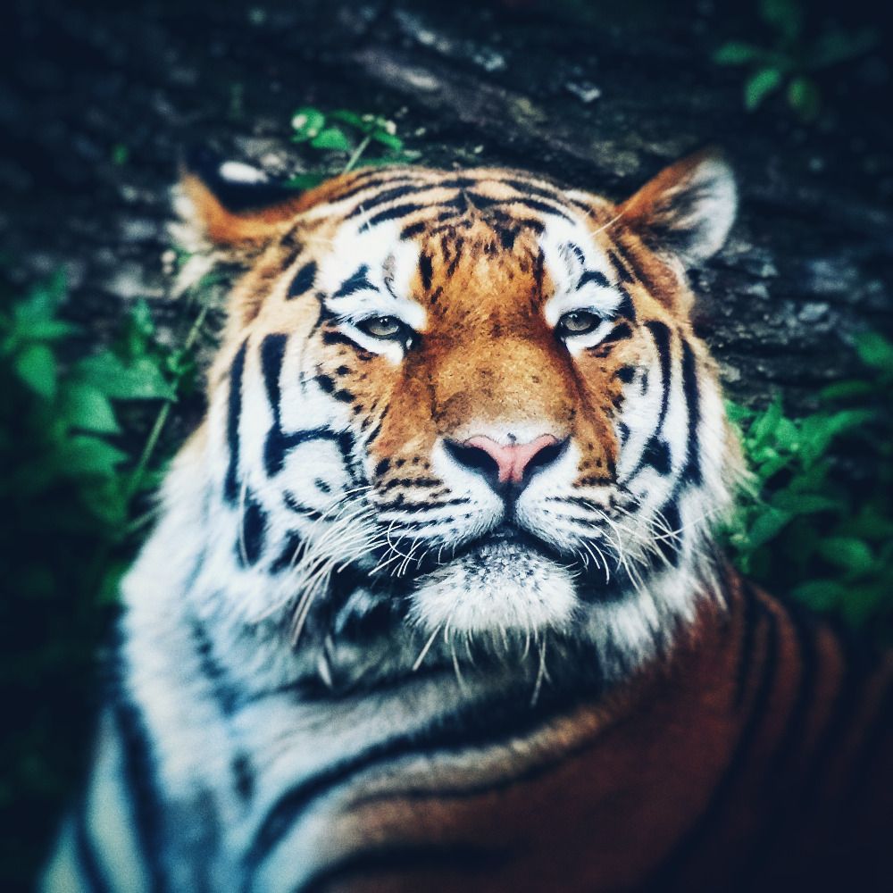 First Tiger 🐯 🐘
