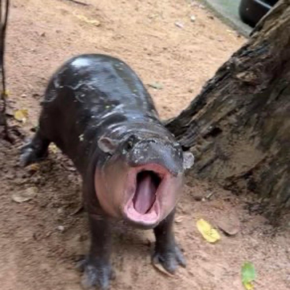 Gamakor
