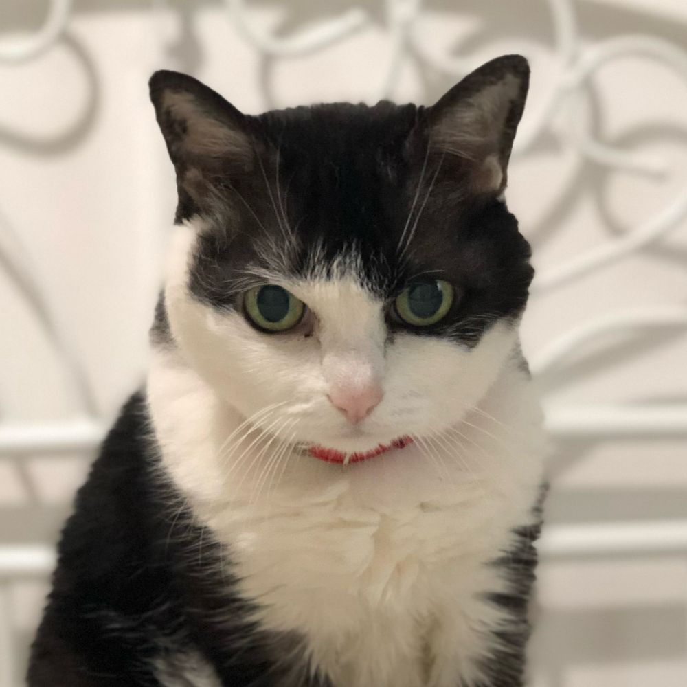猫僕
