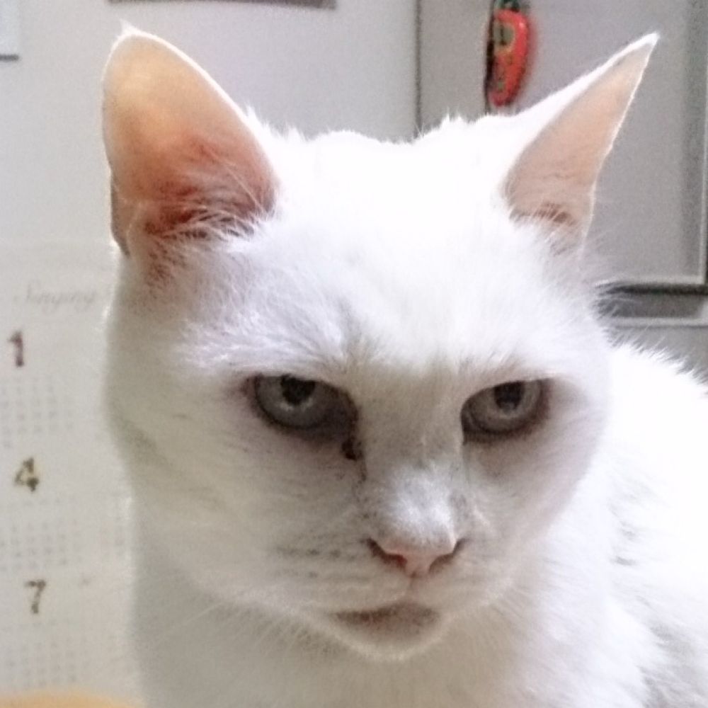 Puni2