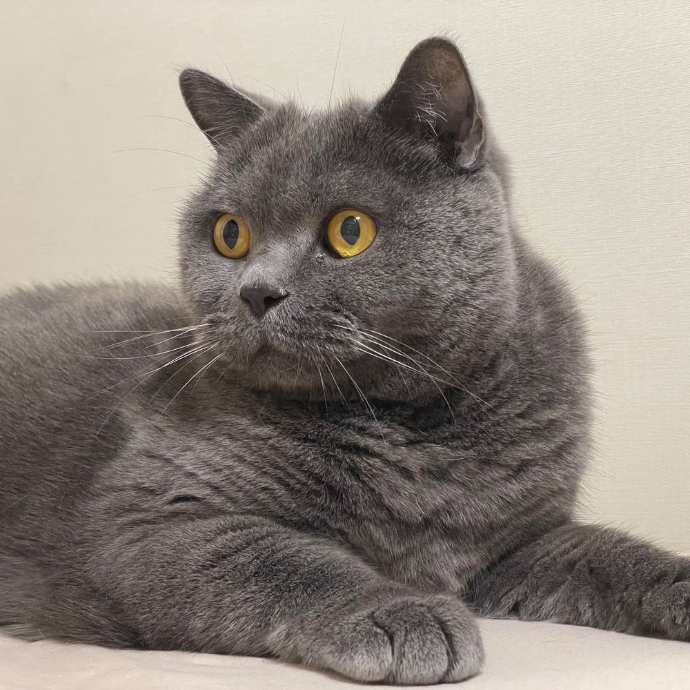 ももぬこ