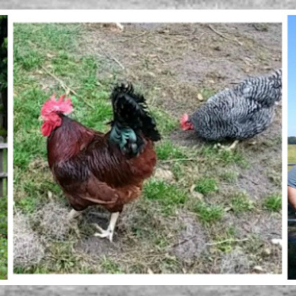 Homesteading