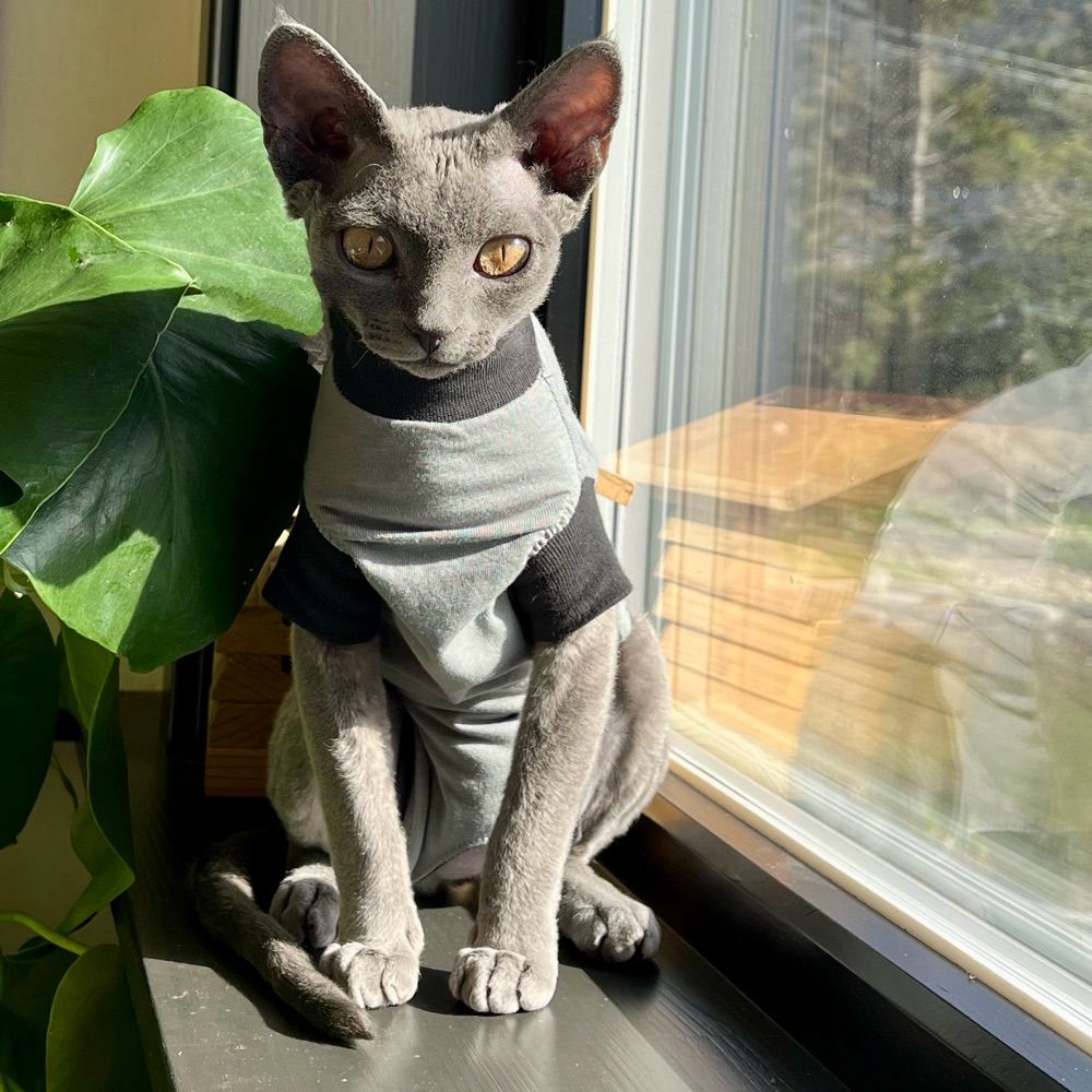 Izzy the Devon Rex