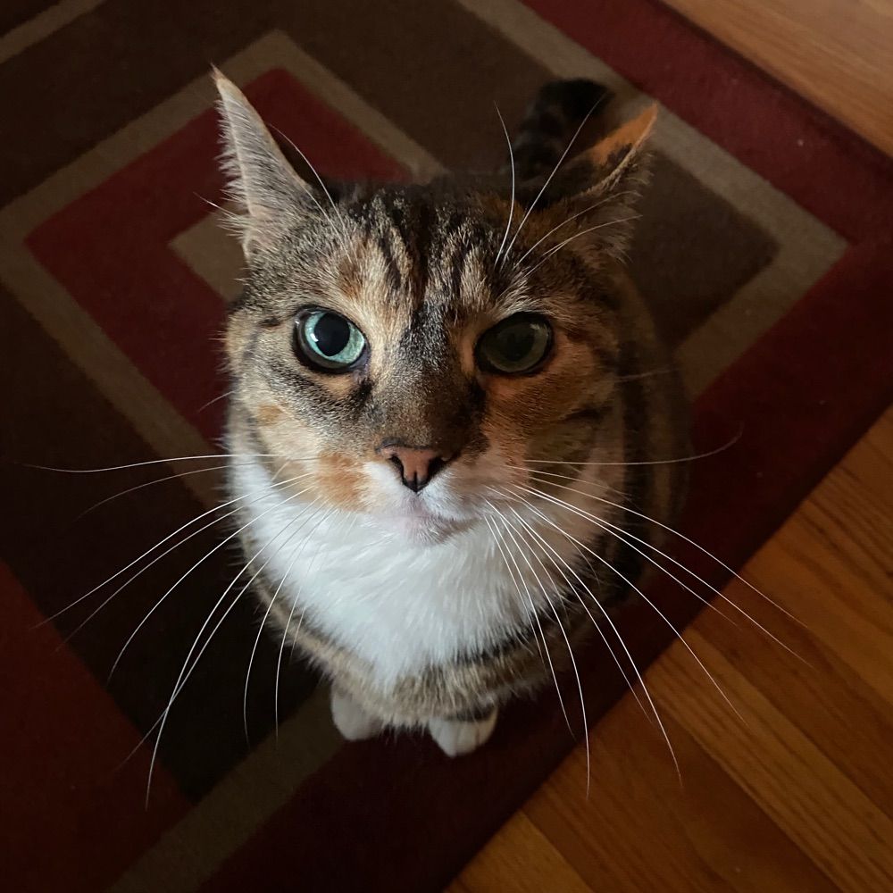 JO