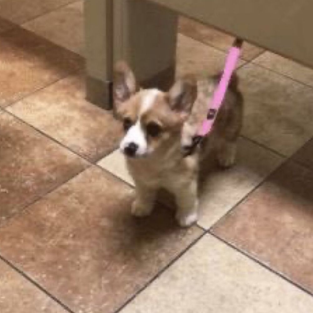 doggiesmoggie