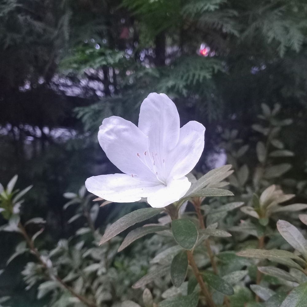 시까