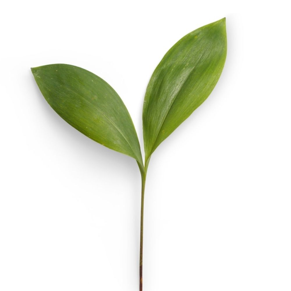 ゆと🌱