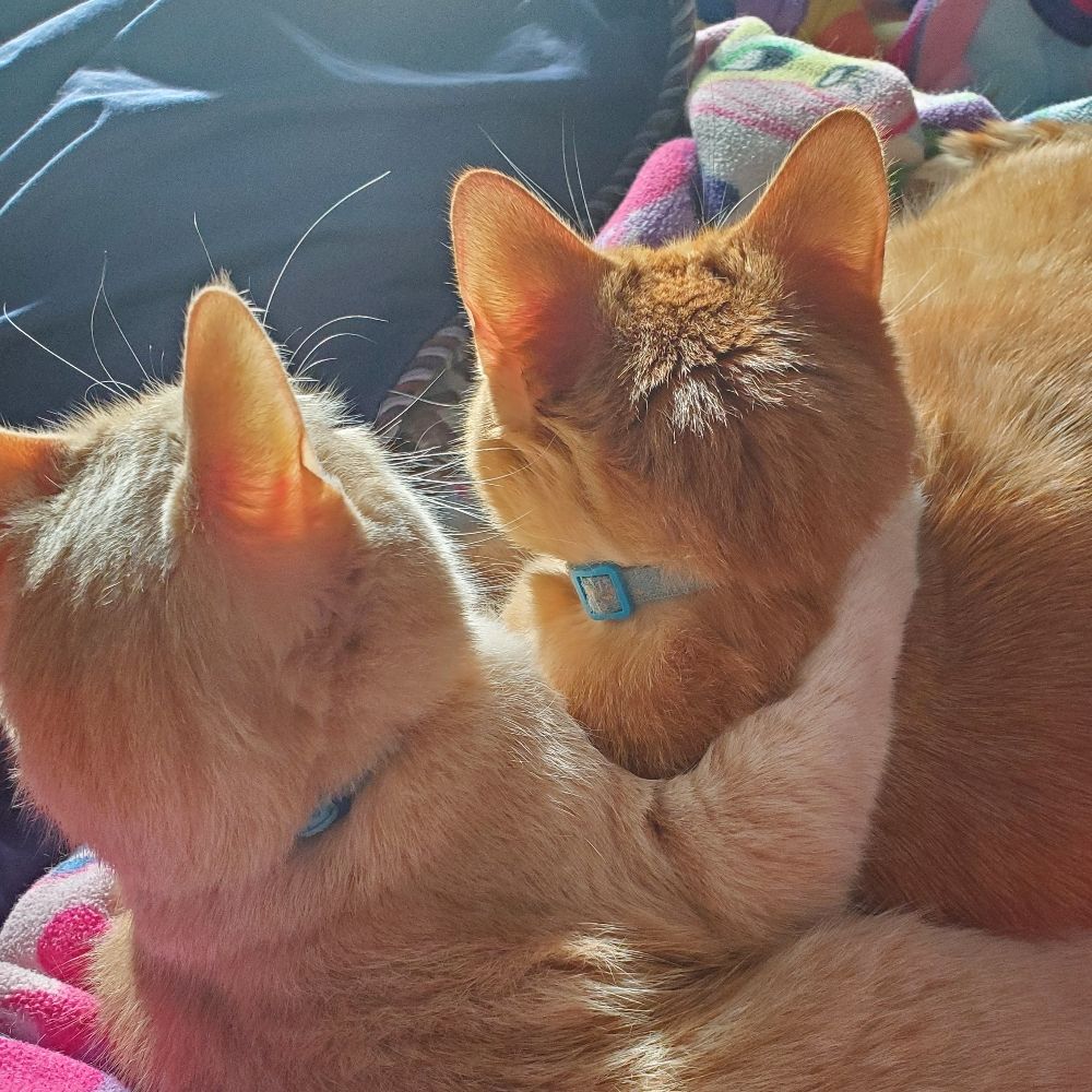 Cats