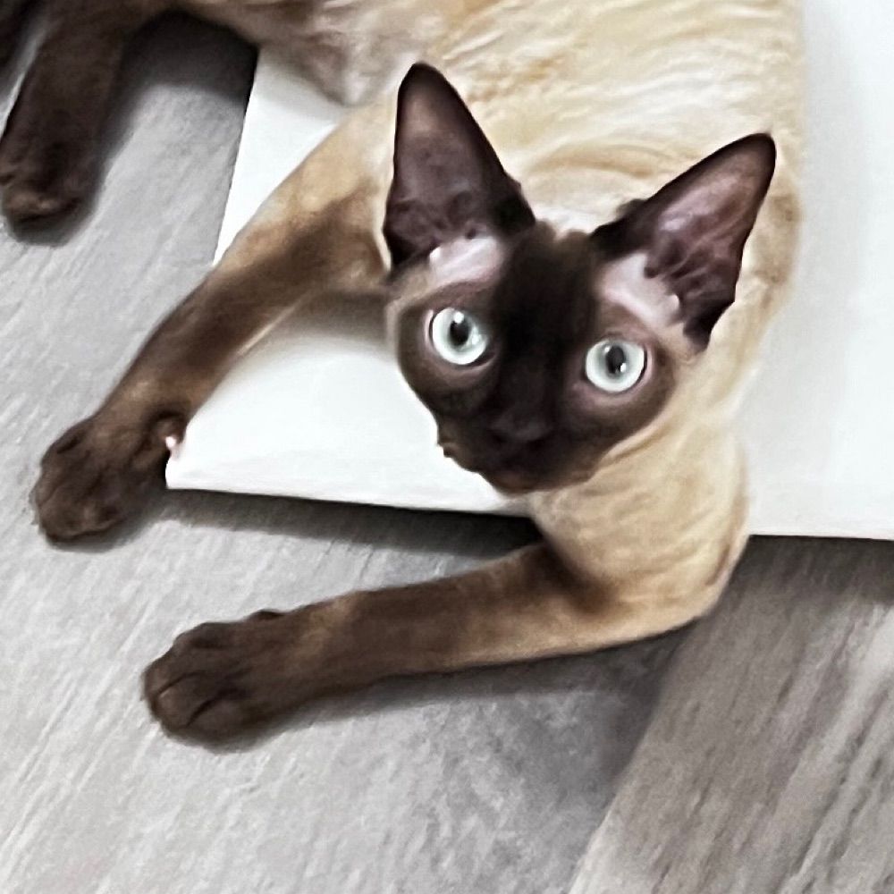 조까치