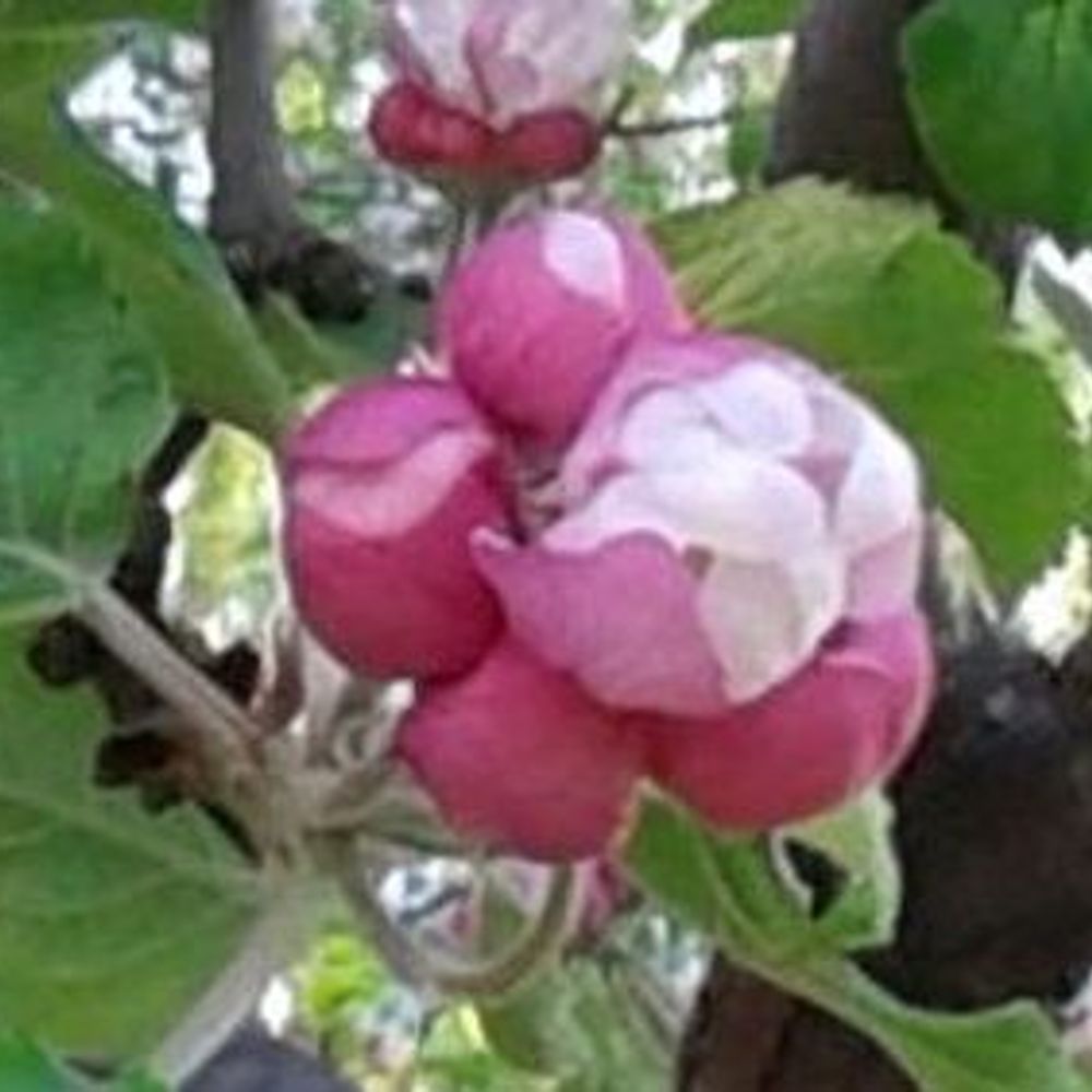 Bhogam