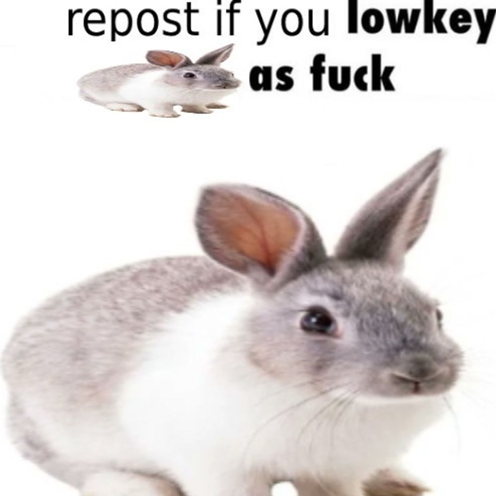 bnuuy