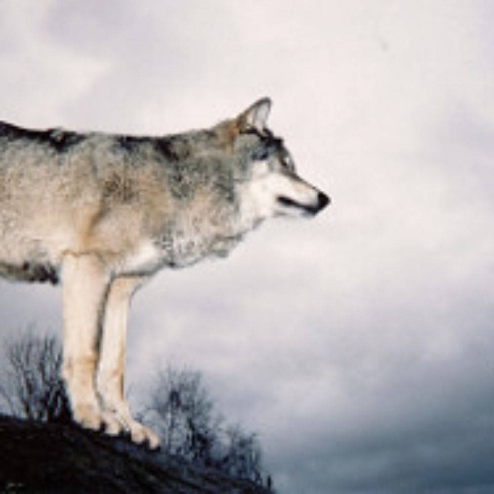 Arctic Wolf