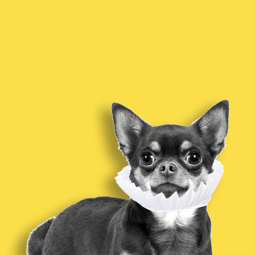 Choral Chihuahua