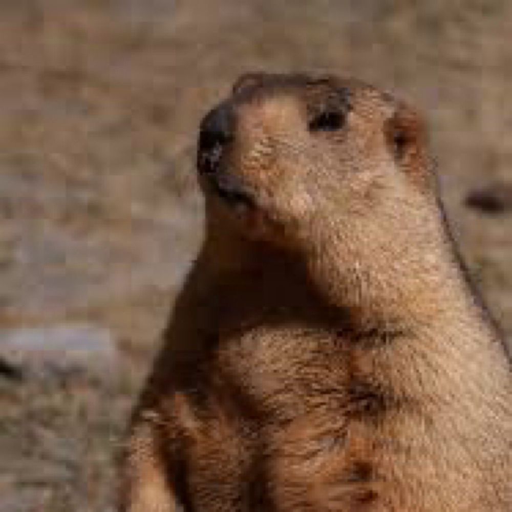 Marmot Mike