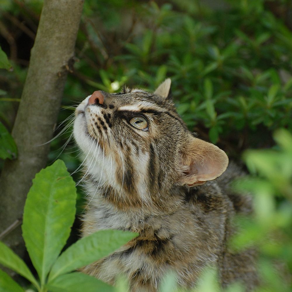 やまねこ