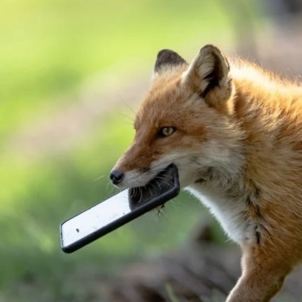 WeirdFoxo