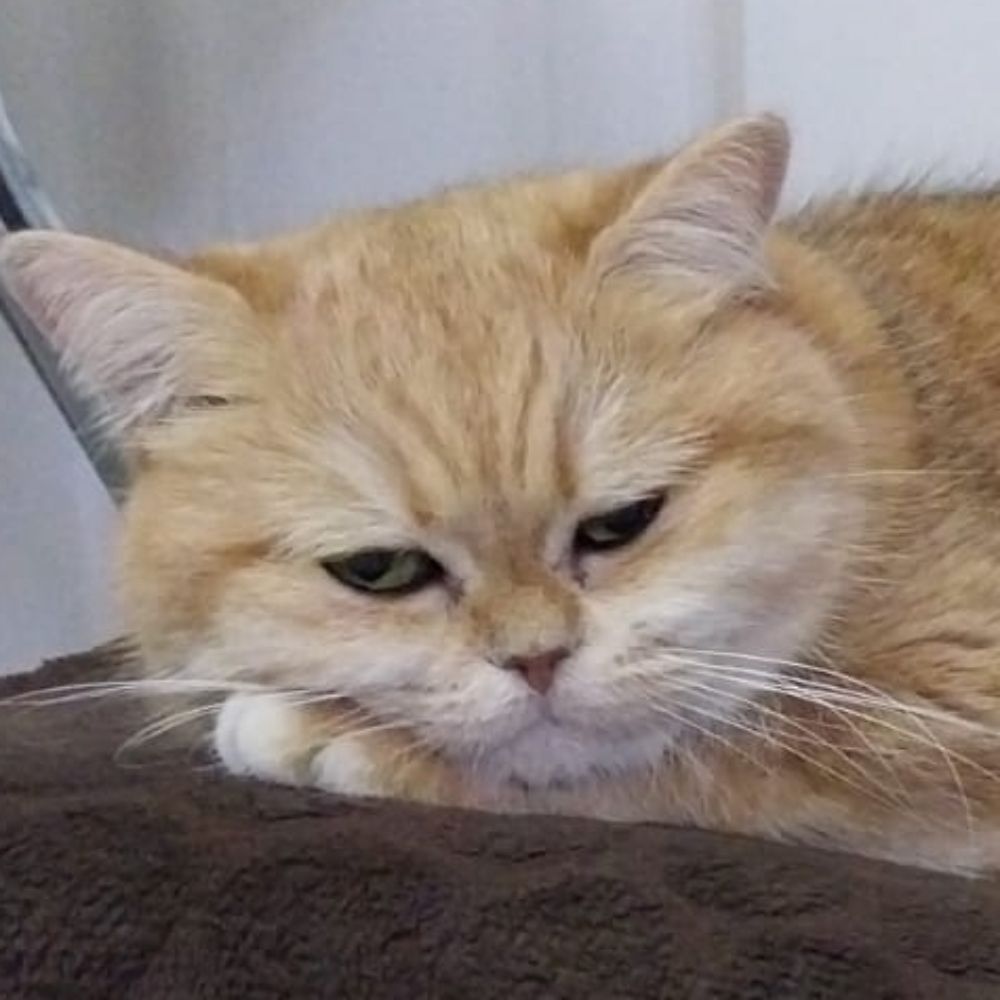 стюха