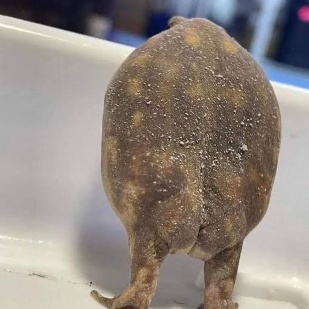 Sapo 