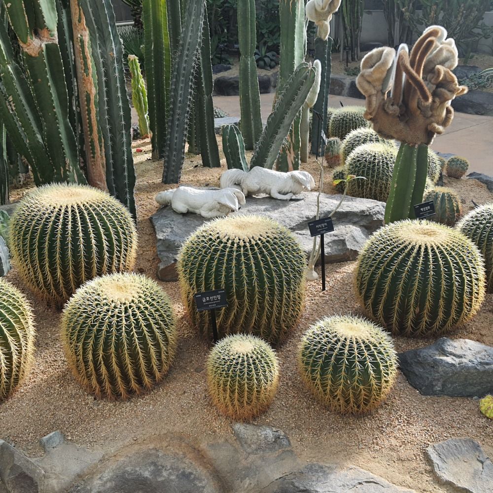동그란 선인장
