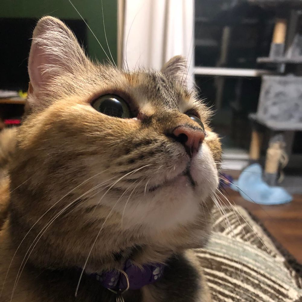 Kimi