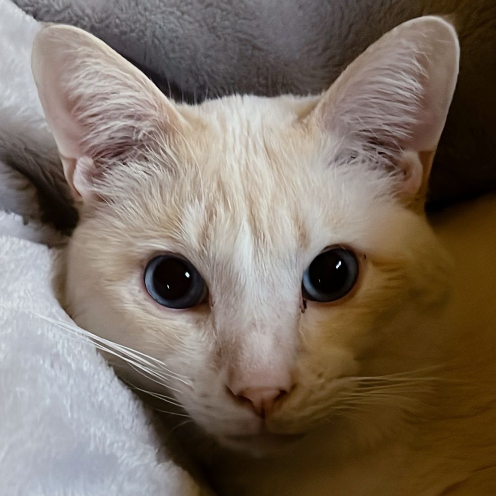 ゆづぴ