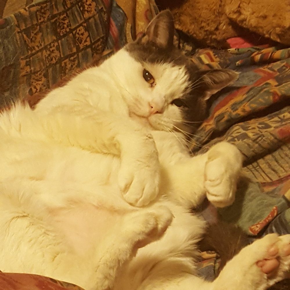 Mitzi