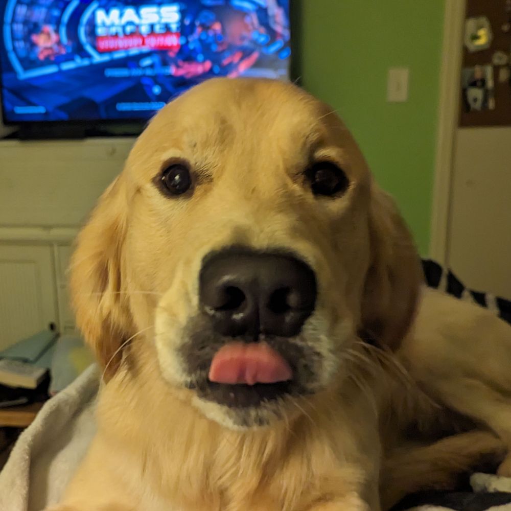 Sora the Service Dog