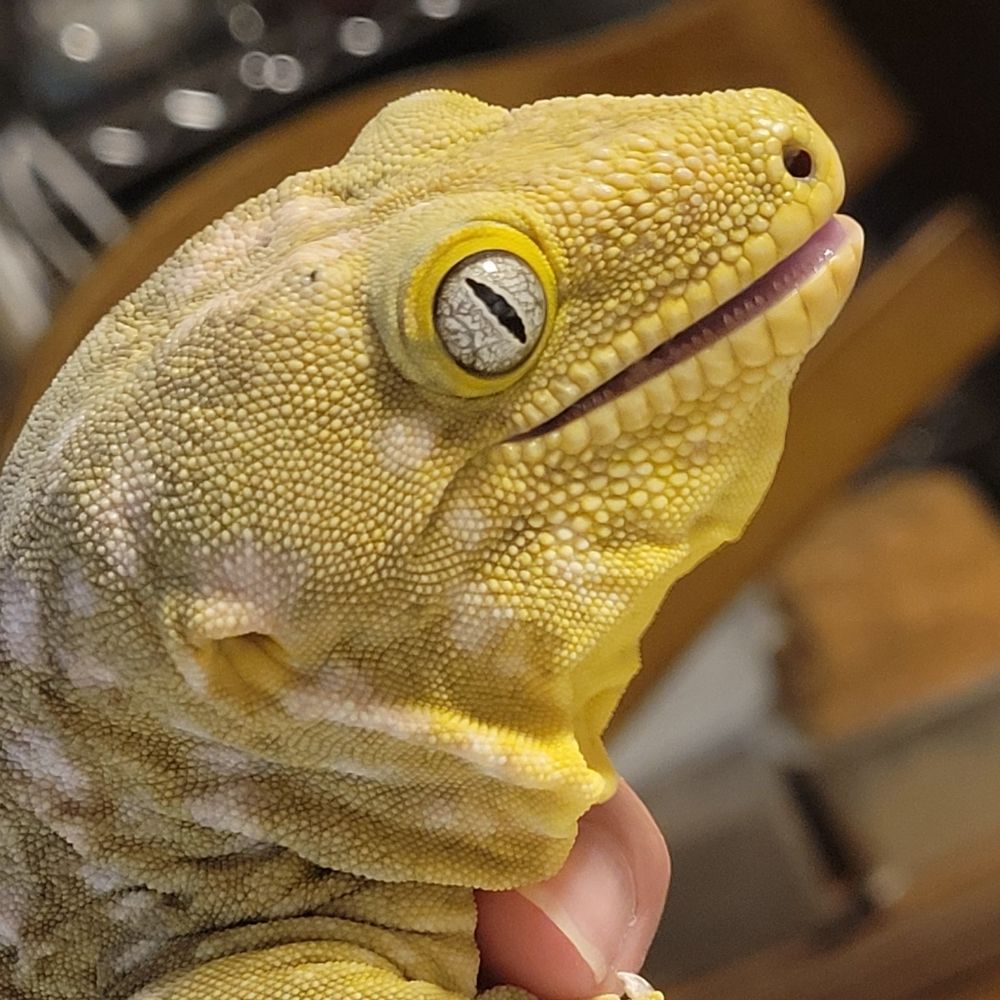 CAIMAN 🦎