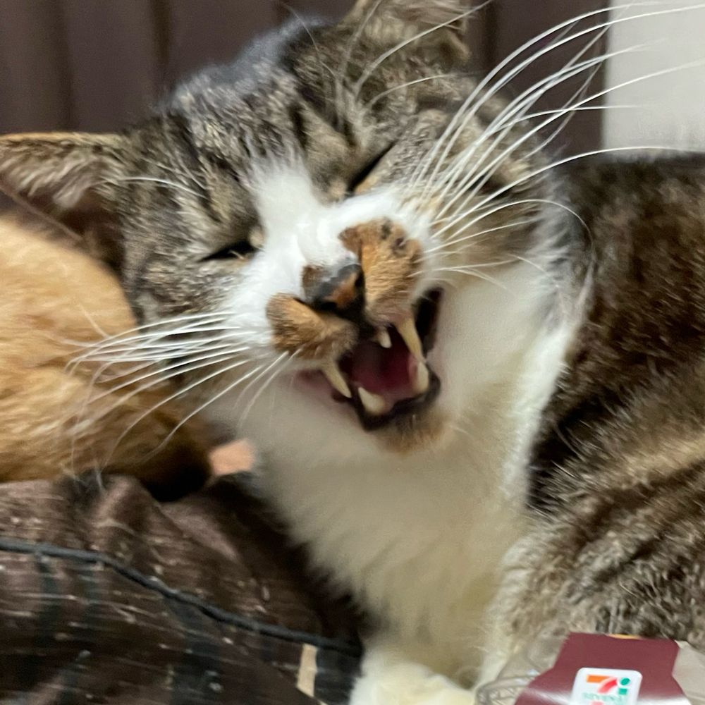 まもるぱんち