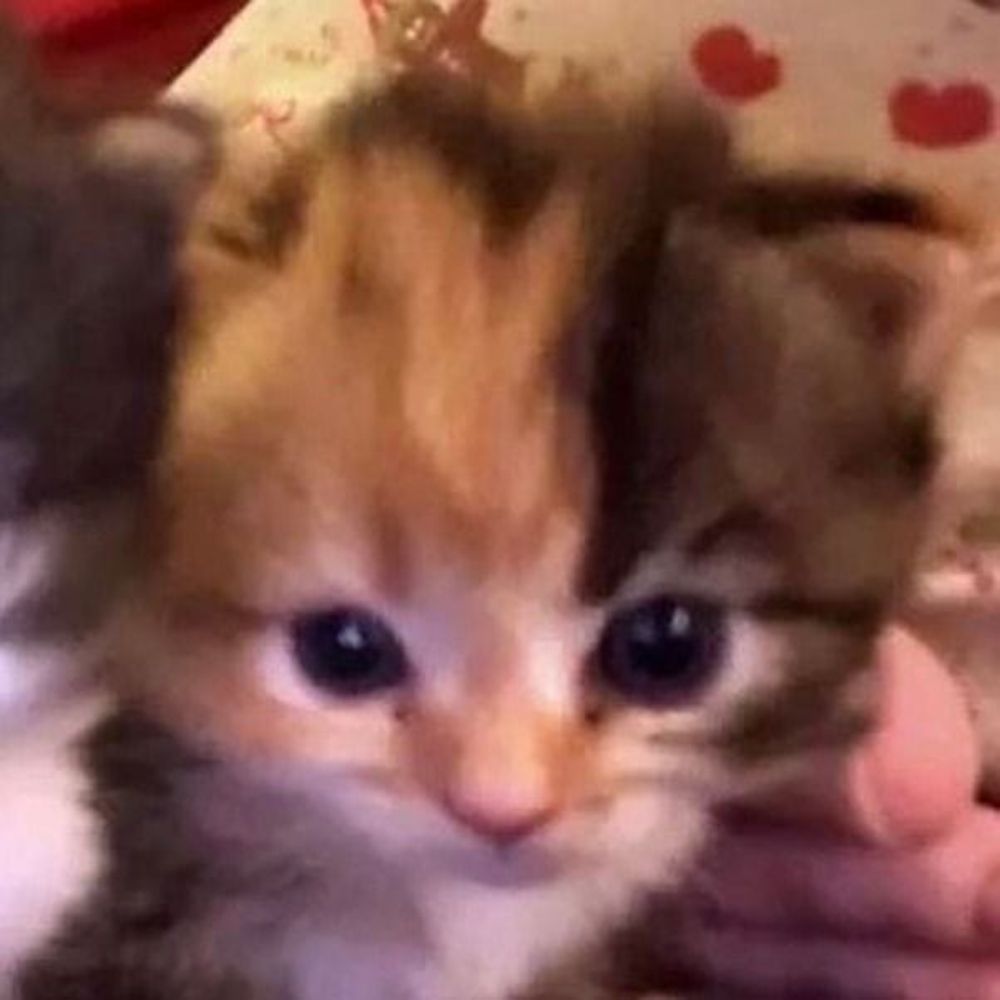 gatau