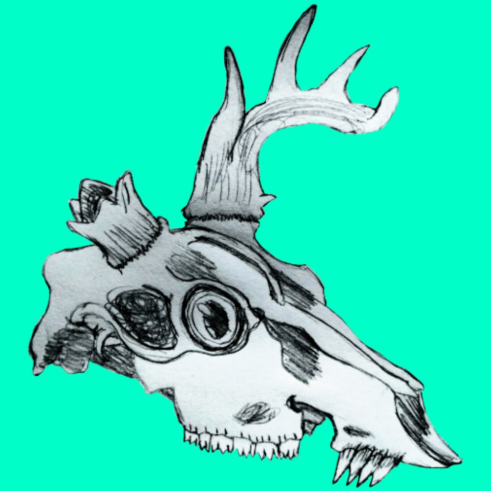 Dani Deer-Skull