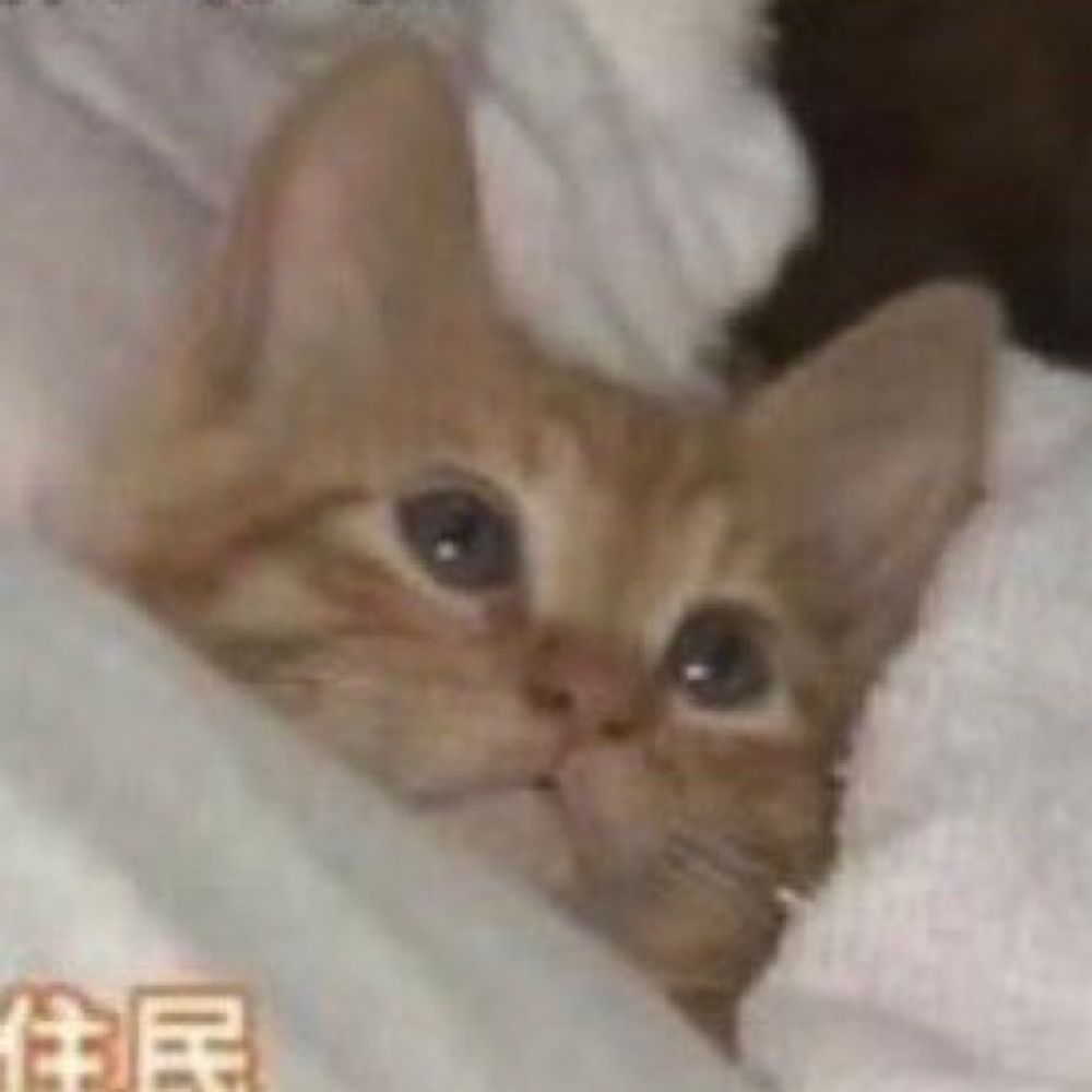 あじま（猫）