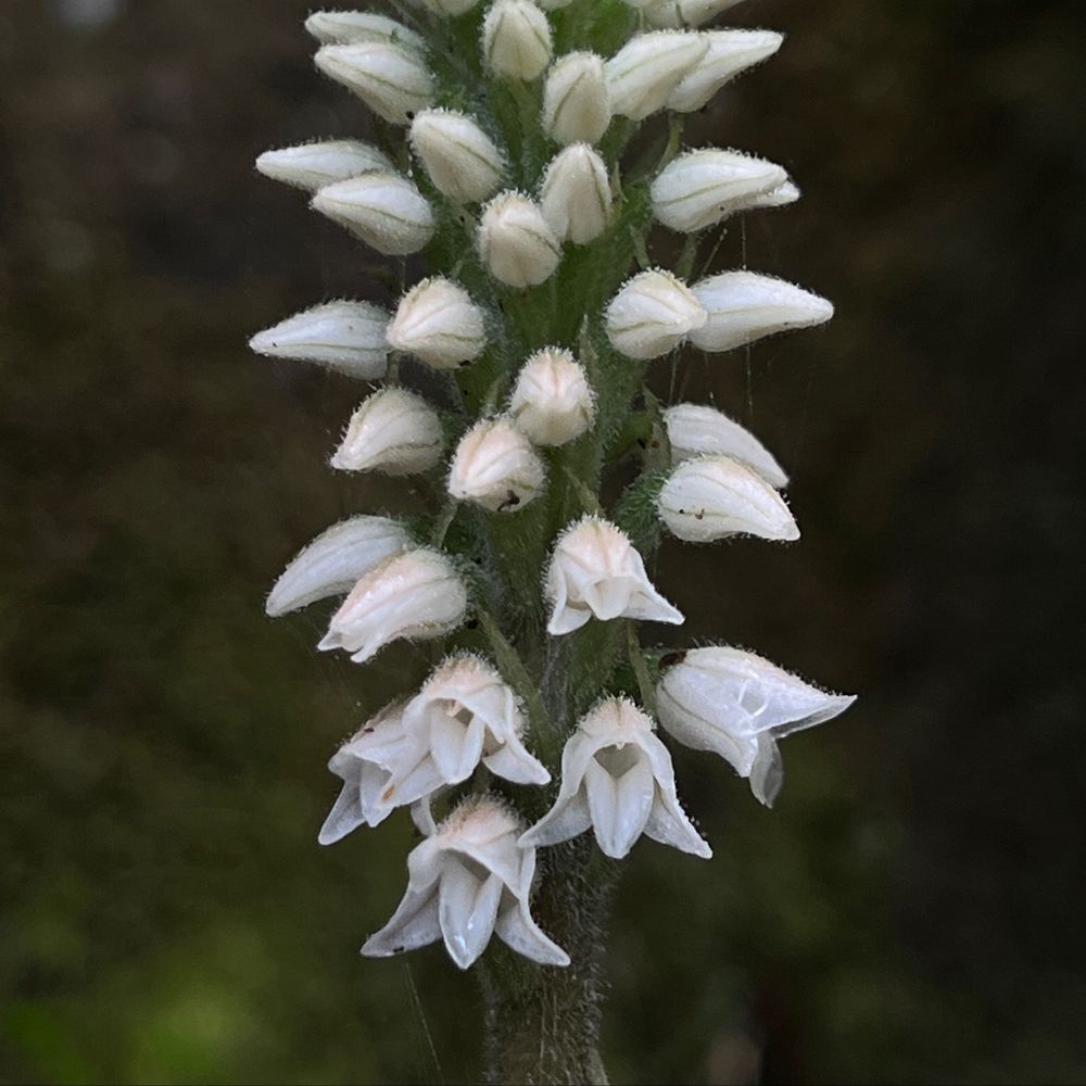 European Orchids & Wildflowers
