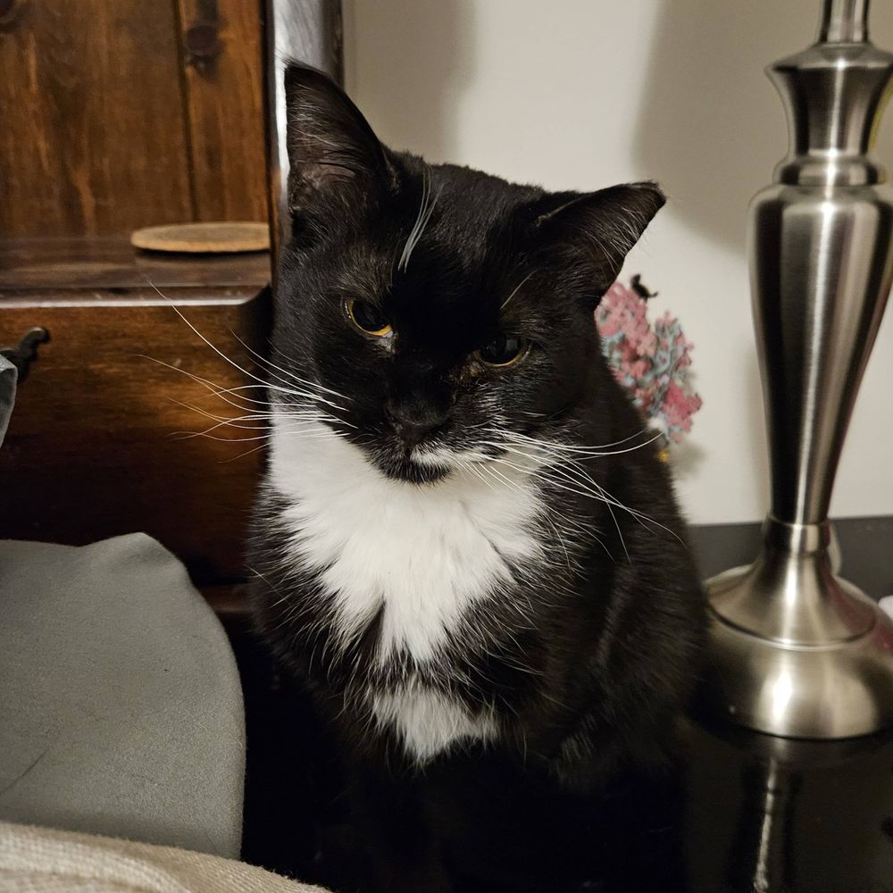 LunarKitten
