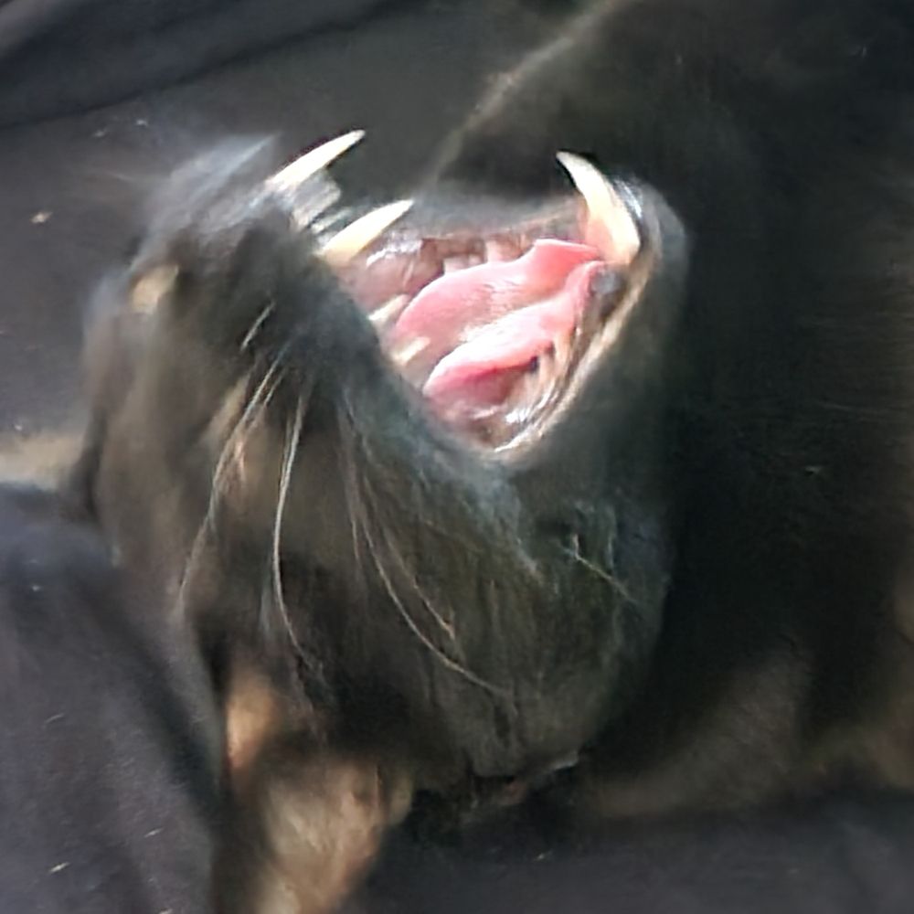 CrispyG
