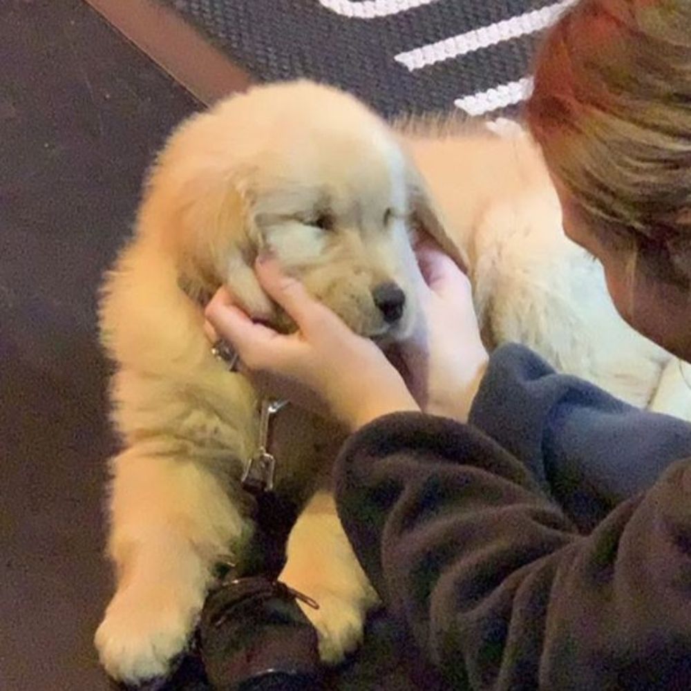woof woof
